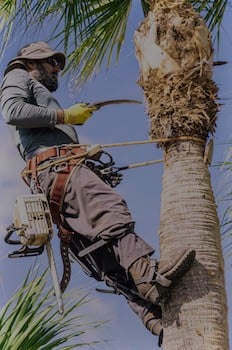 tree-palm-pruning-removal Luigi's Landscaping Palm Tree Pruning