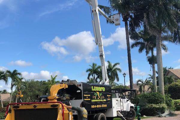 Luigi's South Florida Tree and Palm Pruning and Removal