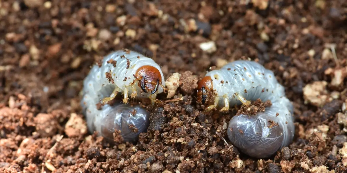 How to Get Rid of Grubs in Your Lawn
