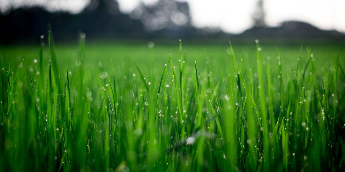 Types of Grass for Florida Lawns Luigi’s Landscaping